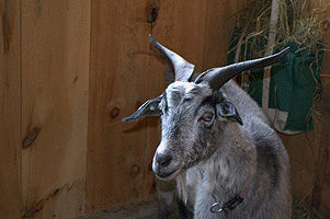 TAC_+FIVE_goat